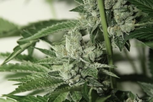 Biker Kush V2.0 from Karma Genetics