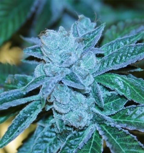 Biker Kush V2.0 by Karma Genetics – Greenhouse – Piney – Tall (140cm plus) – image 9 – Seed City