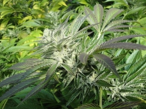 Biker Kush V2.0 by Karma Genetics – Tall (140cm plus) – Super Strength – Regular – image 10 – Seed City