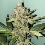 Image 1 of Biscotti 2.0 cannabis by The Plug Seedbank – Super Strength – Feminized – 12/12 Photoperiod – Seed City
