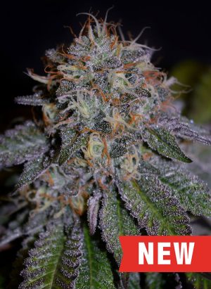 Biscotti cannabis seeds – Body Stone – 12/12 Photoperiod – Good for outdoor grow – image 1 from Seed City