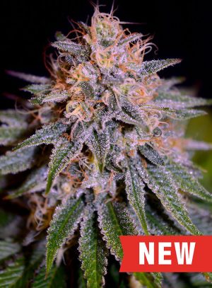 Image 1 of Biscotti Auto cannabis by Cream of the Crop – Indica Dominant – Spicy – Relaxing – Seed City