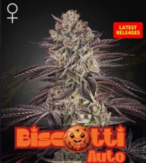 Biscotti Auto
