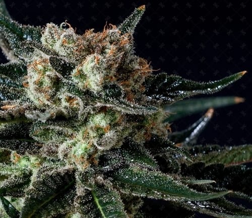 Black Diesel from Genofarm Seeds