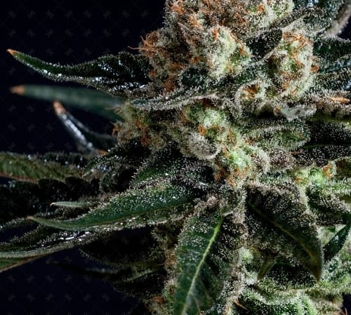 showing 12/12 Photoperiod – Good for outdoor grow – Orange – image 2 – Seed City