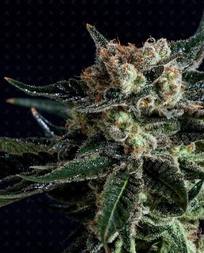 Black Diesel cannabis seeds – Orange – High CBD – 12/12 Photoperiod – image 3 from Seed City