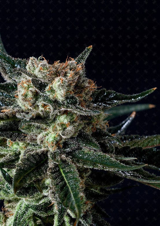 Black Diesel by Genofarm Seeds – Good for outdoor grow – High CBD – Orange – image 1 – Seed City