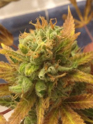 Image 1 of Black Gold Auto cannabis by Cream of the Crop – Resistant to Pests – Feminized – Auto-Flowering – Seed City
