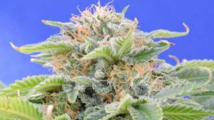Black Gum cannabis seeds – Couch Lock – 12/12 Photoperiod – Fruity – image 1 from Seed City