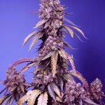 Black Muffin F1 Fast Version cannabis seeds – High Yielding – Mostly Indica – Super Strength – image 1 from Seed City