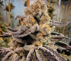 Black Rainbow Sherbet