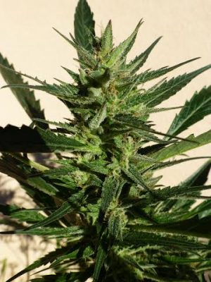 Black Samba by SuperAutos by Stitch – Tall (140cm plus) – Auto-Flowering – Outdoor – image 1 – Seed City