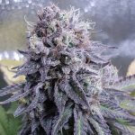 Immagine 1 di Black Valium cannabis di Top Shelf Elite Seeds – Indoor-friendly – Mostly Indica – Female seeds - Seed City