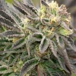 Indica-heavy – Minty – Outdoor – Black Widow strain – image 1 – from Seed City Seeds via Seed City