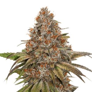 Image 1 of Blackberry Gum cannabis by Seed Stockers – Euphoric – Super Strength – Feminized – Seed City