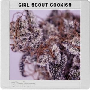 Blimburn America – Girl Scout Cookies