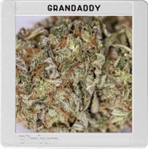 Blimburn America – Grandaddy Purple