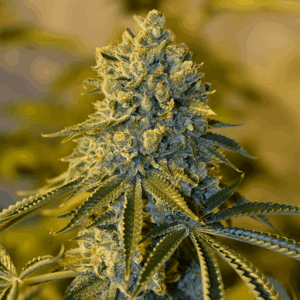 Blimburn America – Bruce Banner #3