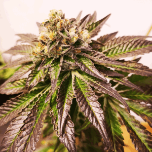 Blimburn America – Gelato