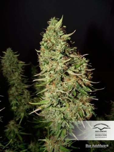 Blue Auto Mazar cannabis seeds – Happy – Indica-heavy – Auto-Flowering – image 6 from Seed City