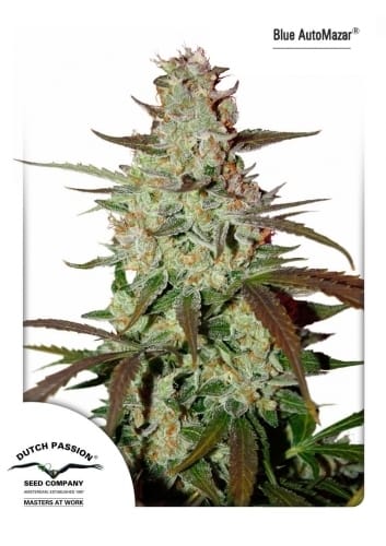 Happy – Indica-heavy – Auto-Flowering – Blue Auto Mazar strain – image 5 – from Dutch Passion Seeds via Seed City