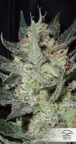 Blue Auto Mazar cannabis seeds – Suited for indoor growing – Guaranteed female plants – Happy – image 4 from Seed City