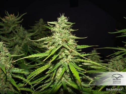 Image 3 of Blue Auto Mazar cannabis by Dutch Passion Seeds – Fruity – Auto-Flowering – Indica-heavy – Seed City