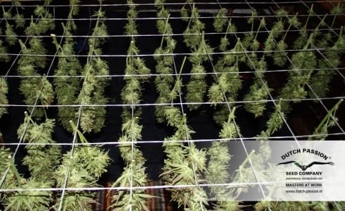 Blue Auto Mazar cannabis seeds – Indica-heavy – Fruity – Happy – image 2 from Seed City