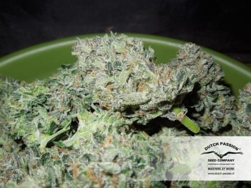 showing Indica-heavy – Happy – Fruity – image 7 – Seed City