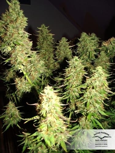 Blue Auto Mazar cannabis seeds – Happy – Auto-Flowering – Indica-heavy – image 9 from Seed City
