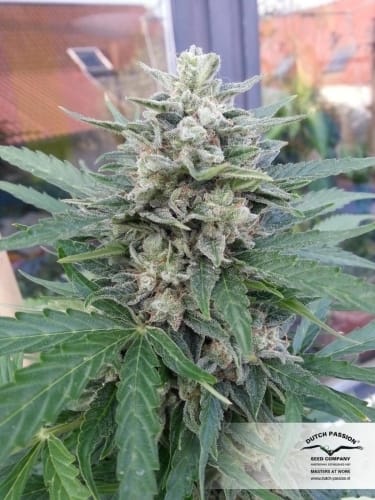 Blue Auto Mazar by Dutch Passion Seeds – Guaranteed female plants – Indica-heavy – Fruity – image 10 – Seed City