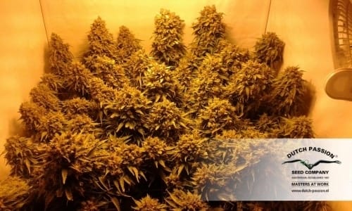Blue Auto Mazar cannabis seeds – Indica-heavy – Auto-Flowering – Guaranteed female plants – image 11 from Seed City