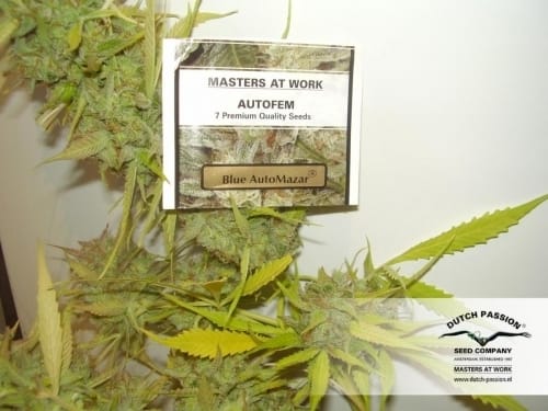 Blue Auto Mazar from Dutch Passion Seeds