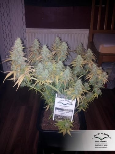 showing Indica-heavy – Happy – Auto-Flowering – image 13 – Seed City