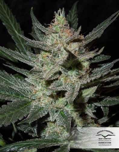 Image 14 of Blue Auto Mazar cannabis by Dutch Passion Seeds – Auto-Flowering – Indica-heavy – Happy – Seed City