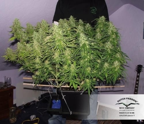 Blue Auto Mazar from Dutch Passion Seeds