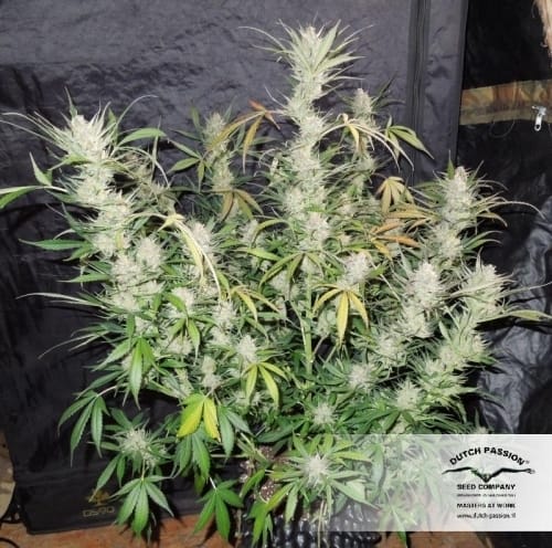 Blue Auto Mazar by Dutch Passion Seeds – Guaranteed female plants – Fruity – Indica-heavy – image 16 – Seed City