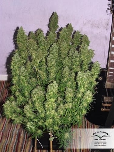 Fruity – Happy – Indica-heavy – Blue Auto Mazar strain – image 17 – from Dutch Passion Seeds via Seed City