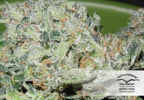 Fruity – Guaranteed female plants – Happy – Blue Auto Mazar strain – image 18 – from Dutch Passion Seeds via Seed City
