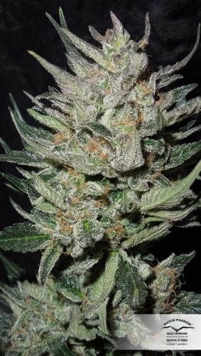 Image 19 of Blue Auto Mazar cannabis by Dutch Passion Seeds – Fruity – Suited for indoor growing – Happy – Seed City
