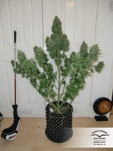 Blue Auto Mazar by Dutch Passion Seeds – Happy – Indica-heavy – Guaranteed female plants – image 20 – Seed City