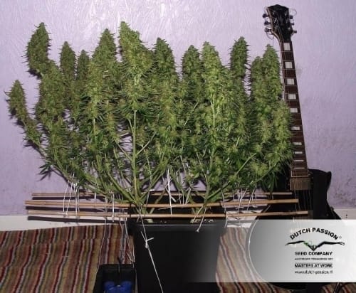 Blue Auto Mazar cannabis seeds – Indica-heavy – Fruity – Suited for indoor growing – image 21 from Seed City