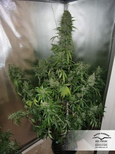 Blue Auto Mazar by Dutch Passion Seeds – Guaranteed female plants – Indica-heavy – Auto-Flowering – image 22 – Seed City