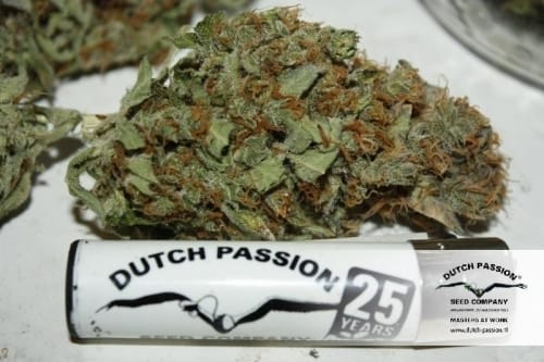 Indica-heavy – Fruity – Auto-Flowering – Blue Auto Mazar strain – image 23 – from Dutch Passion Seeds via Seed City