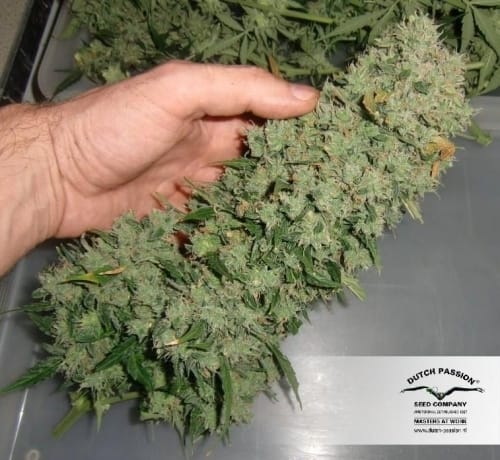 Blue Auto Mazar by Dutch Passion Seeds – Happy – Auto-Flowering – Fruity – image 24 – Seed City