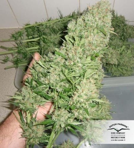 Image 25 of Blue Auto Mazar cannabis by Dutch Passion Seeds – Indica-heavy – Auto-Flowering – Happy – Seed City