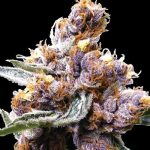 Image 2 of Blue Berry cannabis by Spliff Seeds – Outdoor – Beginning of October – Regular – Seed City