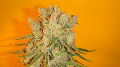 Blue Fin cannabis seeds – Indoor-friendly – Uplifting – Mostly Indica – image 2 from Seed City