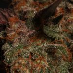 Image 2 of Blue Moby Auto cannabis by Seed Stockers – Short (up to 80cm) – Berry – Relaxing – Seed City