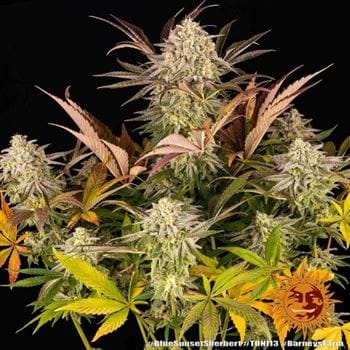 Image 2 of Blue Sunset Sherbert cannabis by Barneys Farm Seeds – Mostly Indica – Berry – 12/12 Photoperiod – Seed City